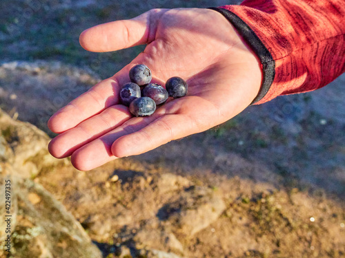 Selected focus. Hand of a person holding fresh blueberries in the field.