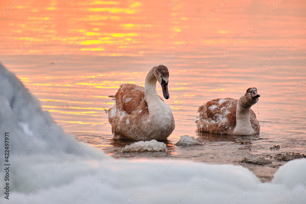 A couple of swan chick in water during the strong frost in Finland. On the foreground ice-covered seashore, on the background sunset.