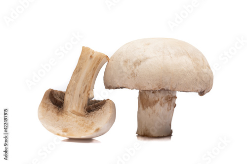 Ripe mushroom on white background