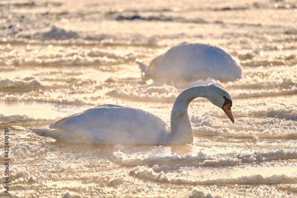 Swan in the ice-covered water on a sunny frosty day in Finland