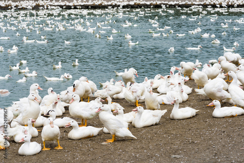 White ducks in a traditional free-range poultry farm in Taiwan.