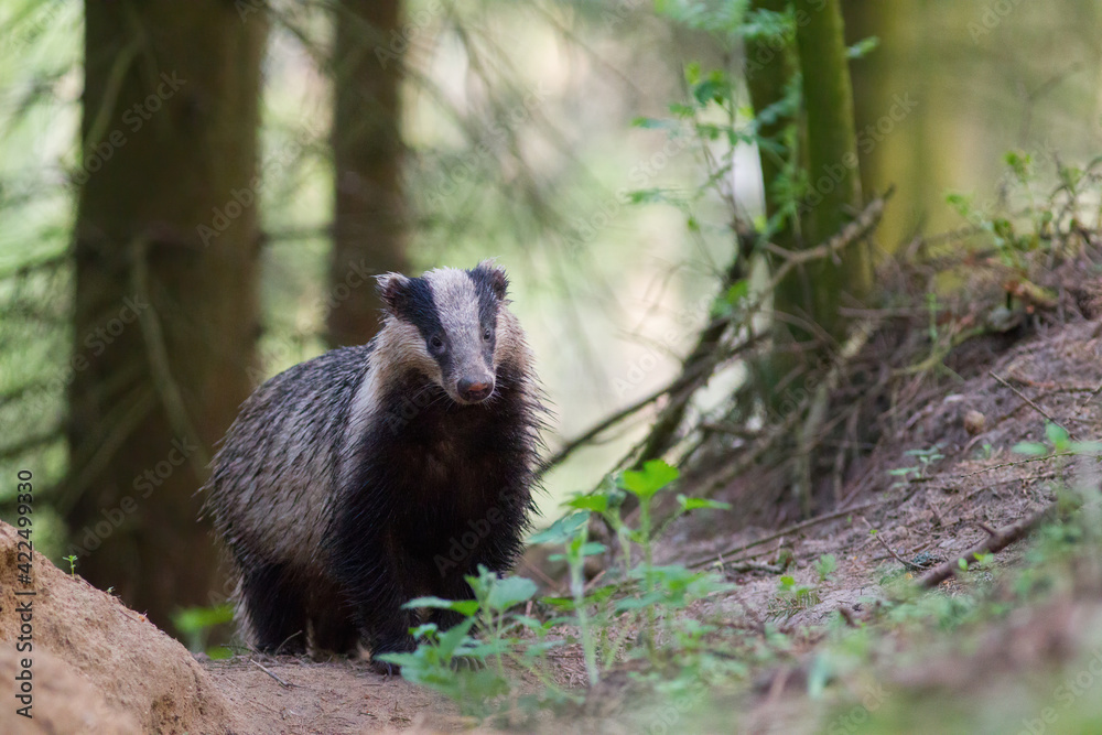 Borsuk badger