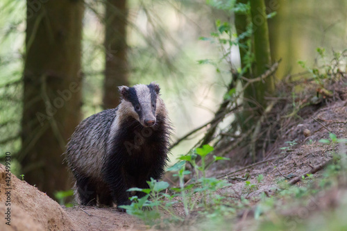 Obraz na płótnie Borsuk badger w salonie