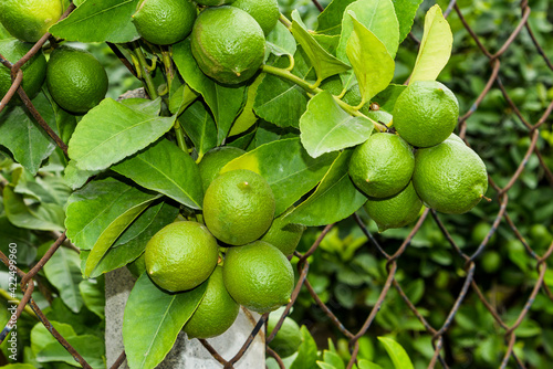 close-up of green lemon fruits on a lemon tree in Taiwan.