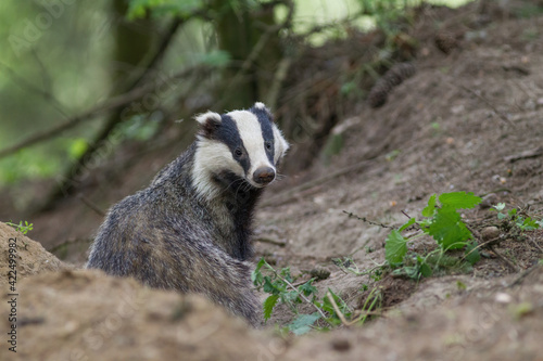 borsuk badger