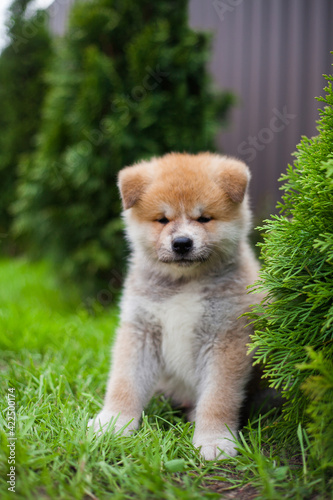 little puppy akita inu