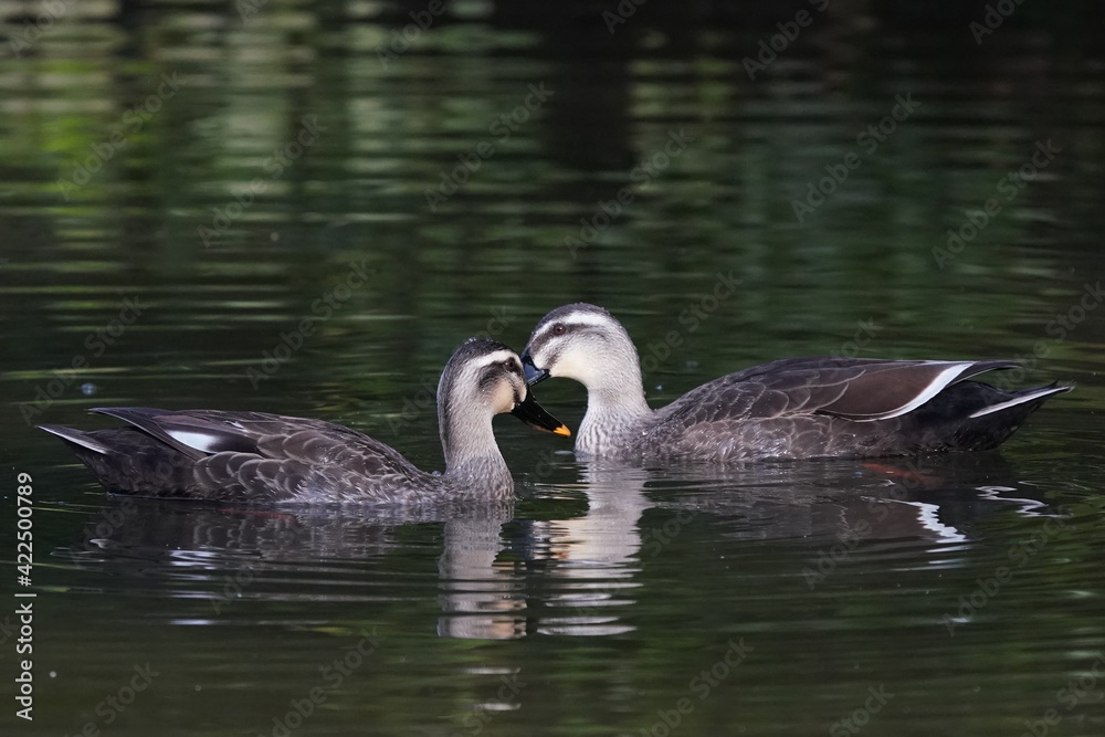 eurasian spot billed duck eurasian spot billed duck
