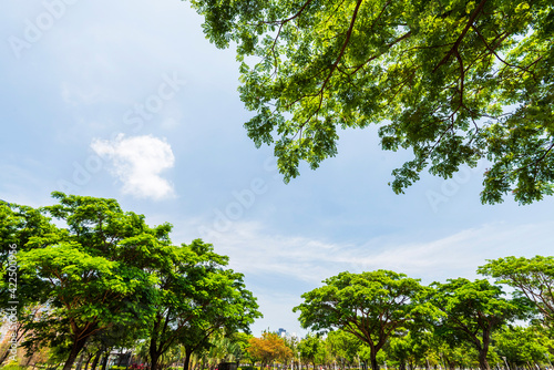 low angle view of green trees with the blue sky background