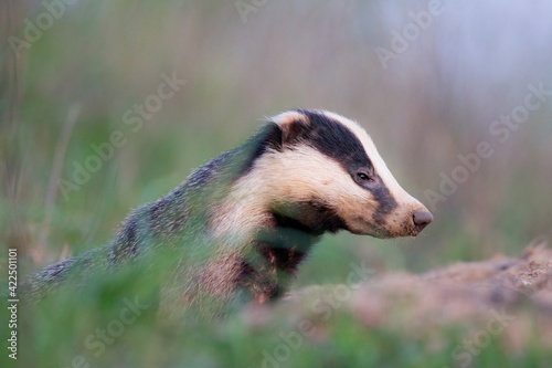 borsuk badger