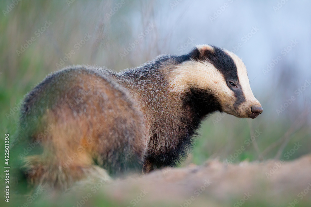borsuk badger
