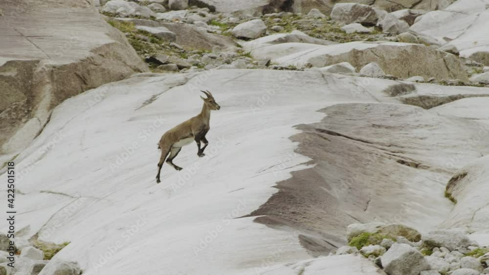 Ibex, group of mountain Ibex next to lake and Rhone glacier Ibex, group of mountain Ibex next to lake and Rhone glacier