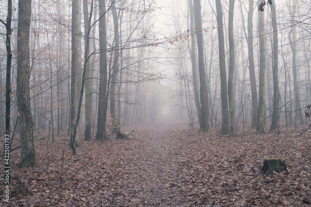 Fog in forest during late autumn Fog in forest during late autumn