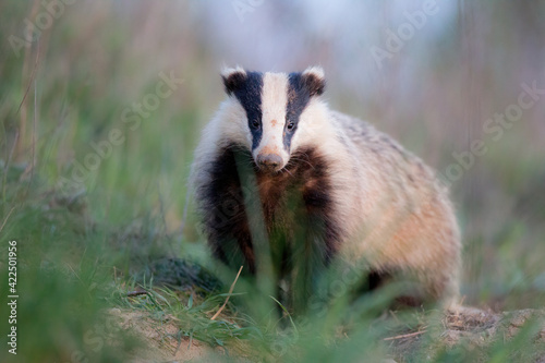 Obraz na płótnie borsuk badger w salonie