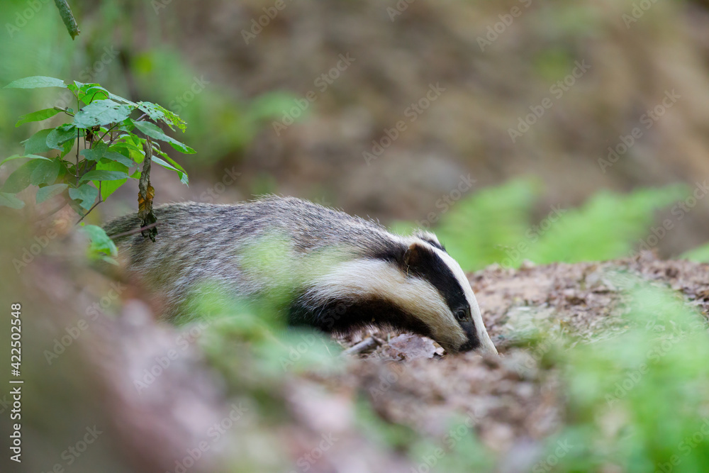 borsuk badger