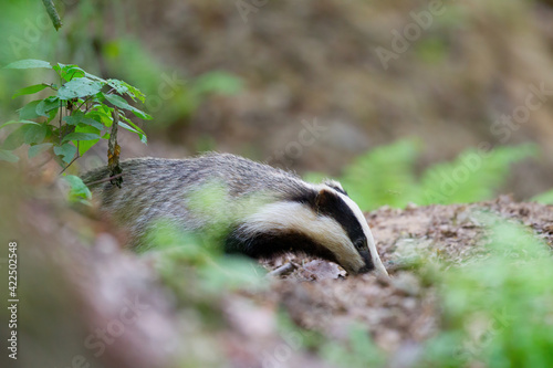 borsuk badger