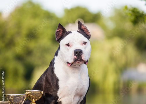  american staffordshire terrier on the street