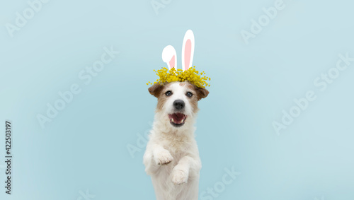 Happy easter dog spring. Funny happy jack russell standing hind two legs wearing bunny ears. Isolated on blue colored background.