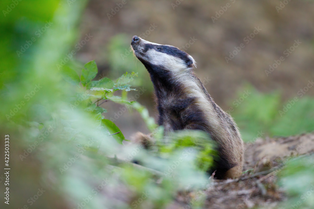 borsuk badger
