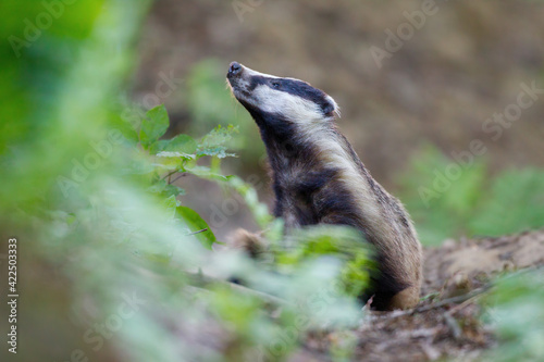 Obraz na płótnie borsuk badger w salonie