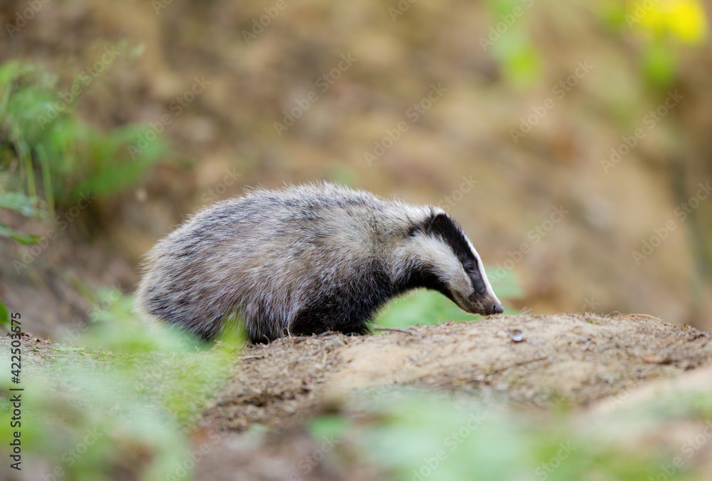 borsuk badger