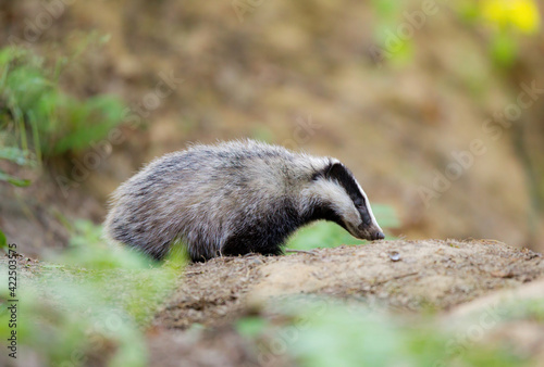 Obraz na płótnie borsuk badger w salonie