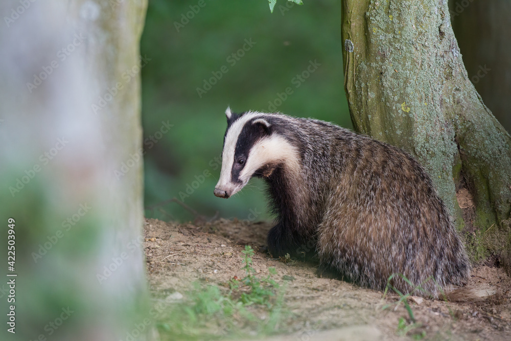 borsuk badger