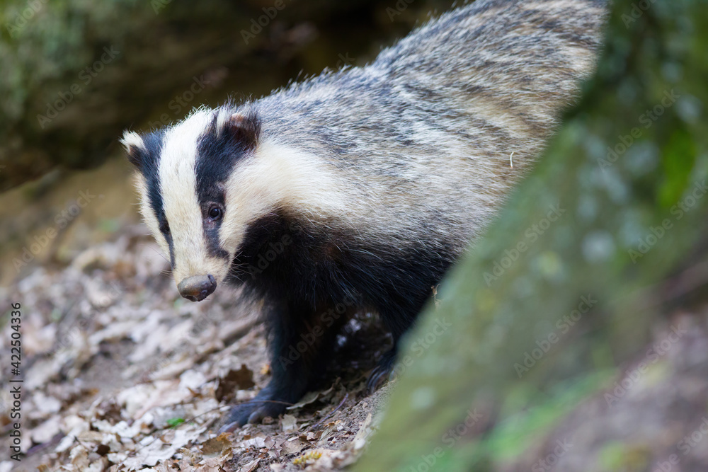 borsuk badger