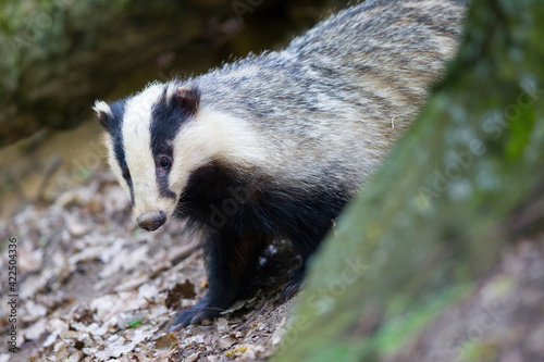 Obraz na płótnie borsuk badger w salonie