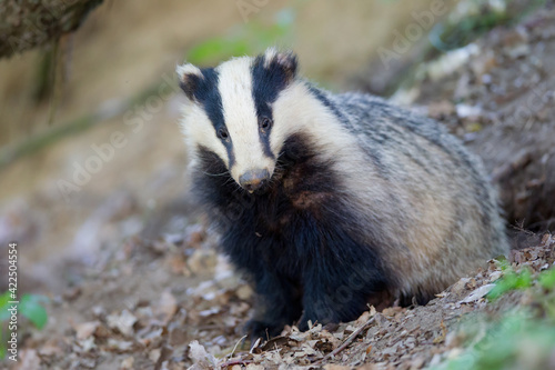 Obraz na płótnie borsuk badger w salonie