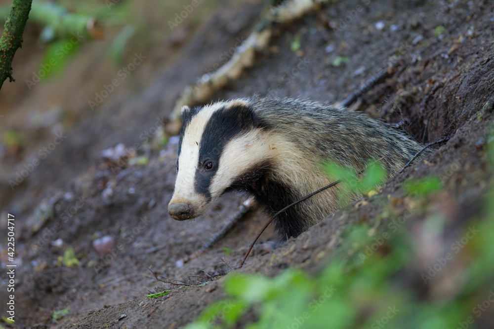 borsuk badger