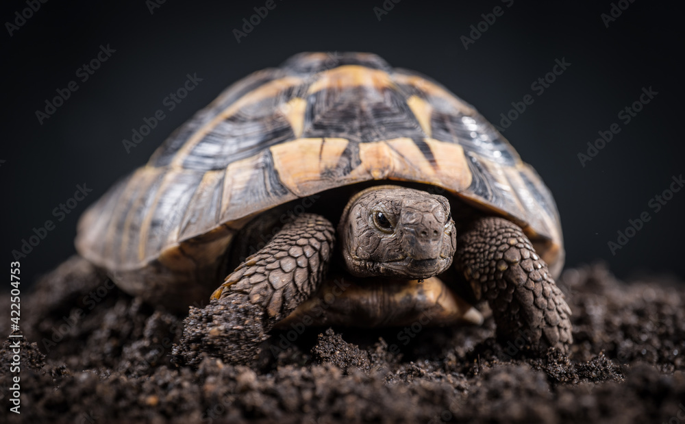 Obraz premium Eastern Hermann's tortoise, European terrestrial turtle, Testudo hermanni boettgeri, turtle on a black background and garden soil