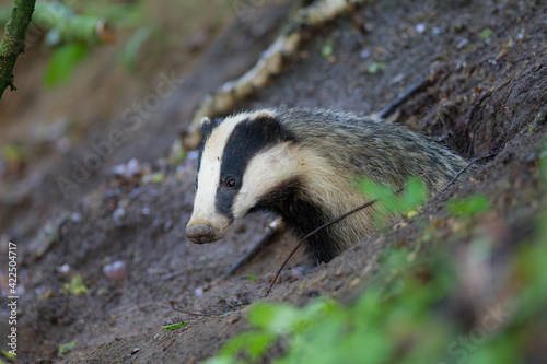 Obraz na płótnie borsuk badger w salonie
