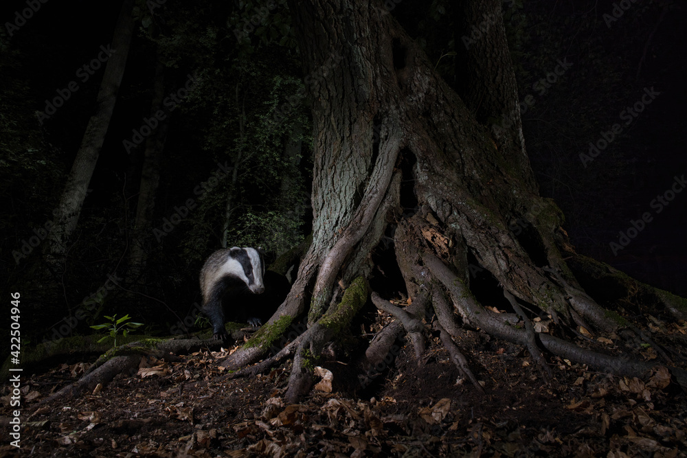 borsuk badger