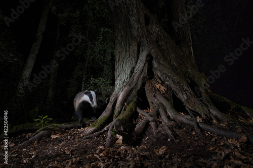 borsuk badger photo