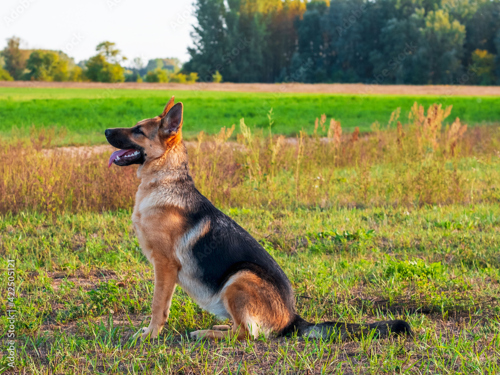 Beautiful german shepherd dog, smart and easy to train on the edge of the forest Beautiful german shepherd dog, smart and easy to train on the edge of the forest