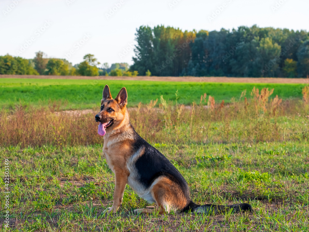 Beautiful german shepherd dog, smart and easy to train on the edge of the forest