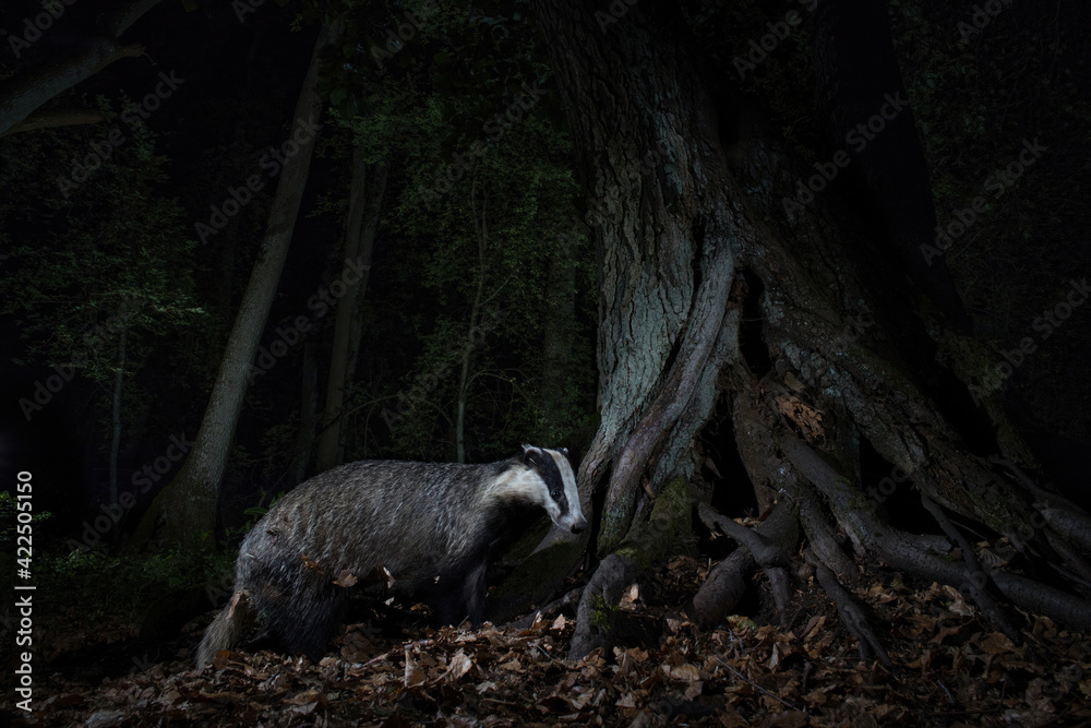 borsuk badger