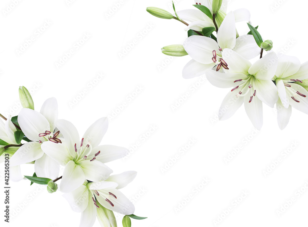 Obraz premium ユリの花 フレーム 背景画像