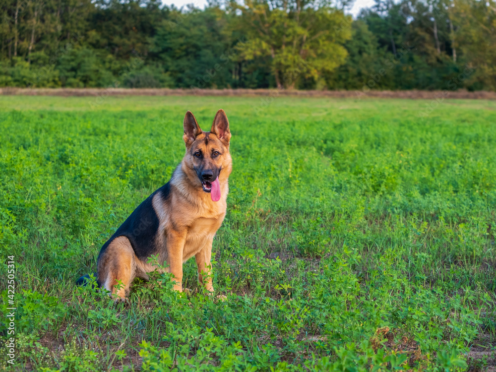 Beautiful german shepherd dog, smart and easy to train on the edge of the forest