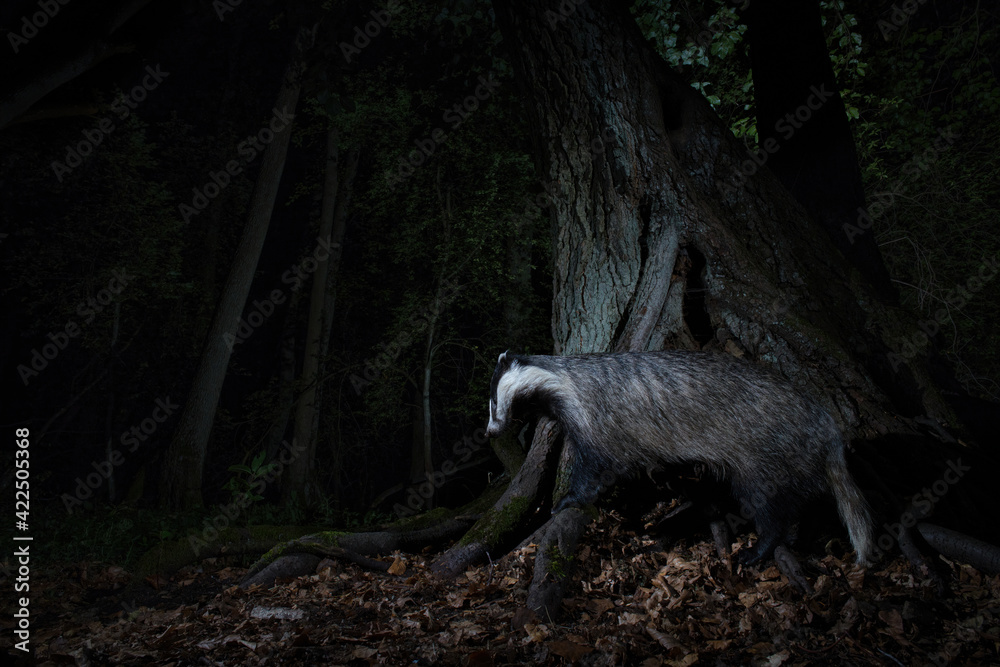 borsuk badger