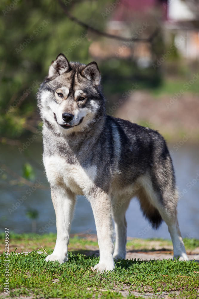 Siberian husky wolf cub on the lake
