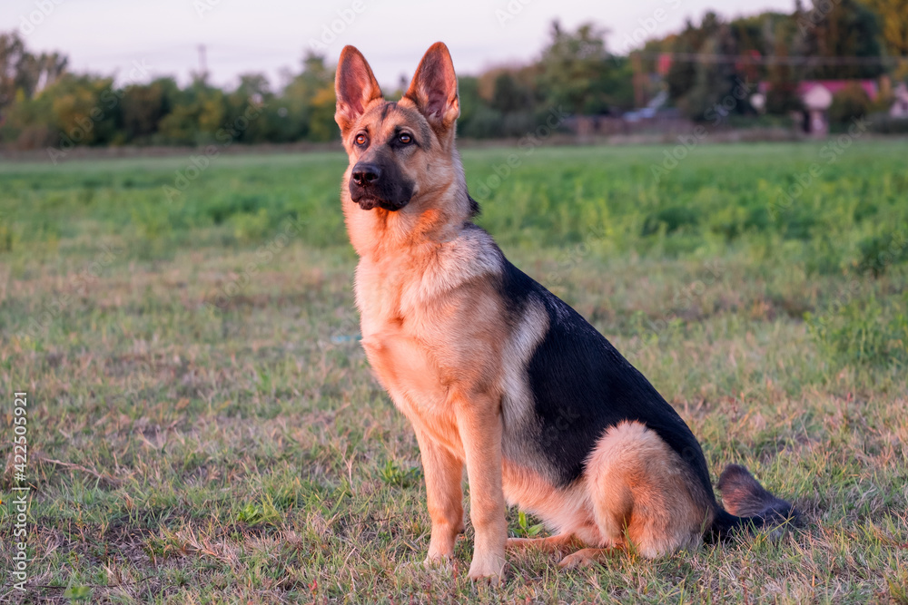 Beautiful german shepherd dog, smart and easy to train on the edge of the forest
