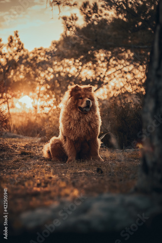 A good day with chow chow Harley