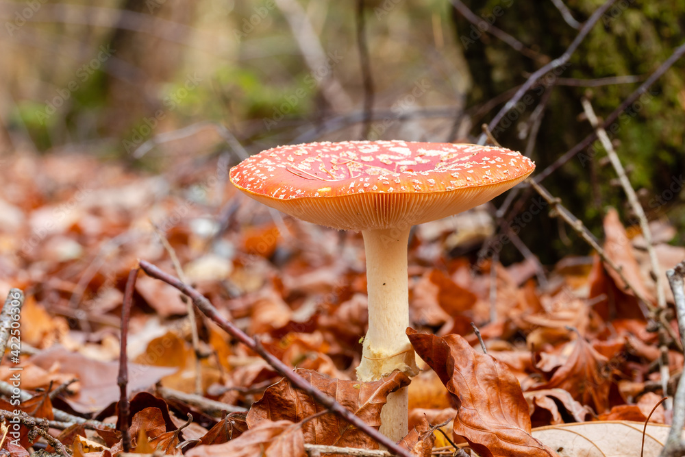 fly agaric in the forest fly agaric in the forest