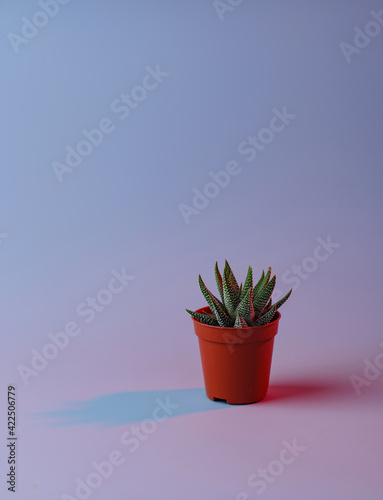 Plant in pot with double colorful shadows.