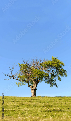 un arbre