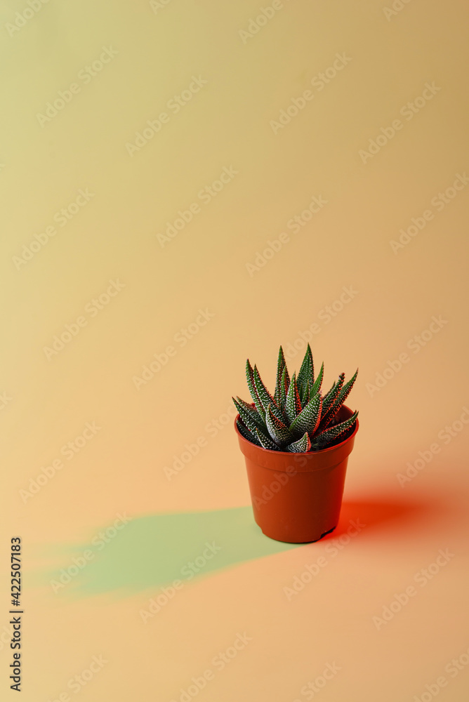 Plant in pot with double colorful shadows.