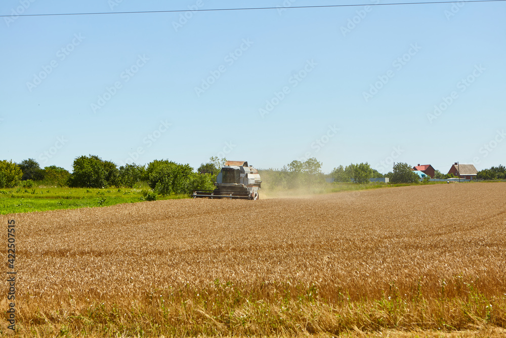 Naklejka premium Combine harvester in action on wheat field. Process of gathering a ripe crop.