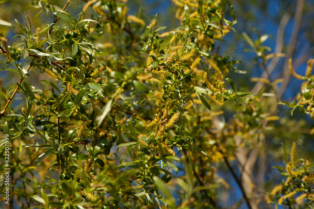 Young hazelnut leaves on the tree. Nature in spring Young hazelnut leaves on the tree. Nature in spring