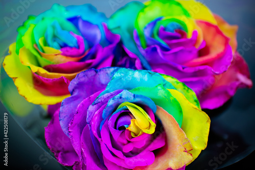 three rose flowers of rainbow color